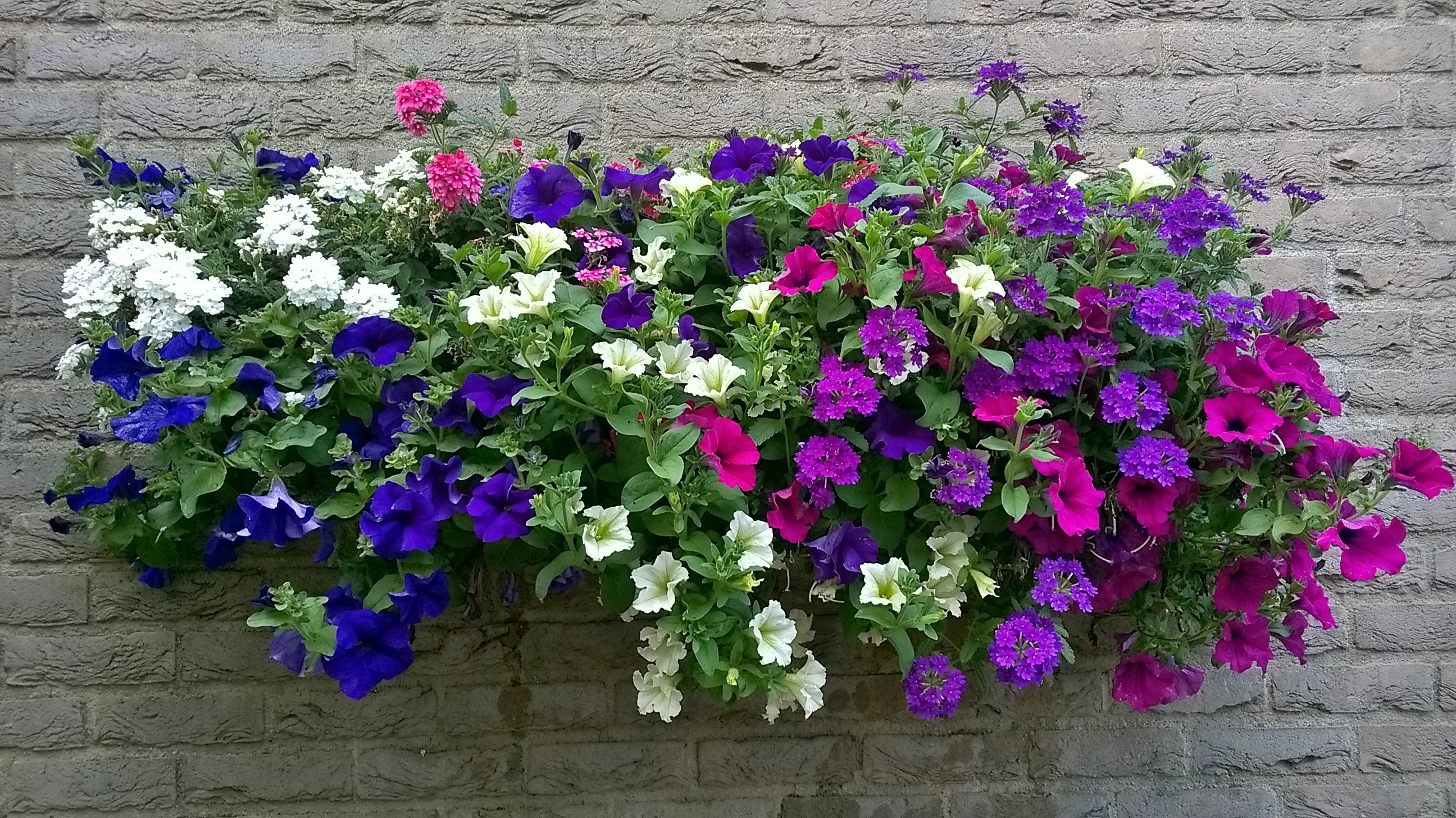 Bloemen Voor Buiten In Pot Bloemen
