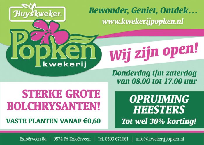 Prachtige grote bolchrysanten!