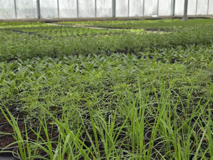 In een 9cm potje per stuk € 0,60! volle tray (18 stuks) voor €10! Klik op de titel of afbeelding voor de volledige lijst.